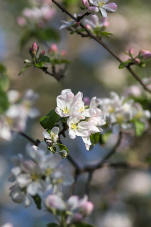 blooming apple trees in spring parkの写真素材