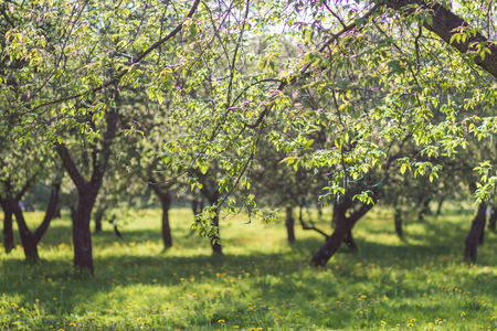 blooming apple trees in spring parkの写真素材