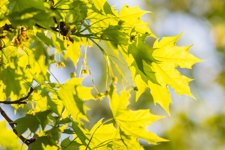 young green leaves of maple in springの写真素材