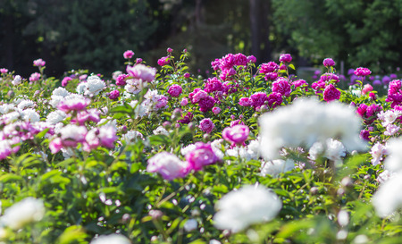 pink peony flower field in a botanical gardenの写真素材