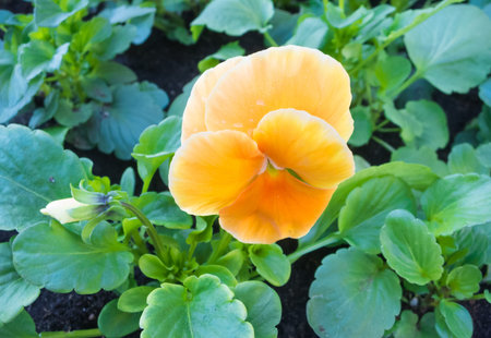 orange pansies  blooming in the botanical garden in springの写真素材