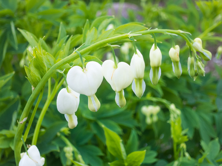 Dicentra bloom in spring gardenの写真素材