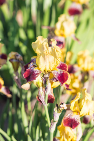 Colorful purple and yellow irises in a botanical gardenの写真素材