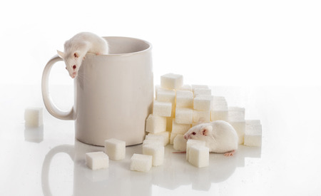 two white laboratory mice crawling up the stairs from the sugar cubes and a cup, diabetes conceptの写真素材