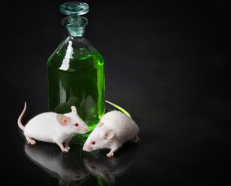 two white laboratory mouse next to a jar with a green liquid on the glass surface with reflectionの写真素材