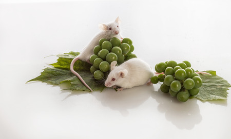 two small white mice with bunches of green grapes on a white backgroundの写真素材