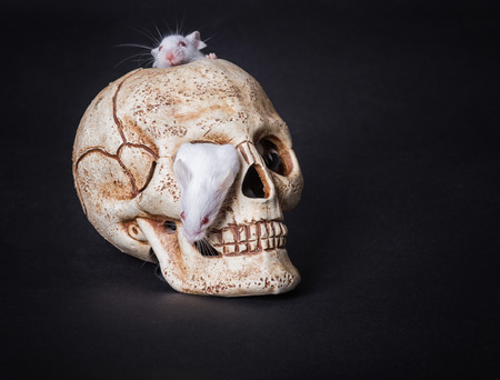 small white laboratory mouse gets out of the orbit of a plastic skullの写真素材