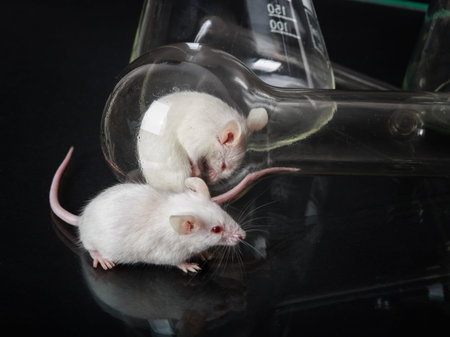 Two small  white laboratory mice in the flask and on the glass surfaceの写真素材