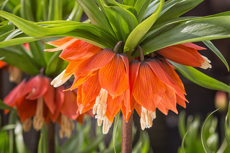Crown imperial fritillary (Fritillaria imperialis) flowers. Orange color of the flowers and with green color of leaves.の写真素材