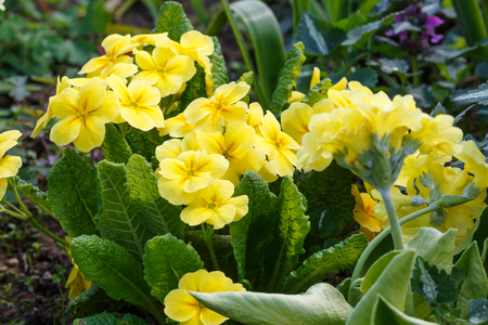 Primrose or primula in the spring garden.  Purple, pink, yellow, white primroses in spring gardenの写真素材