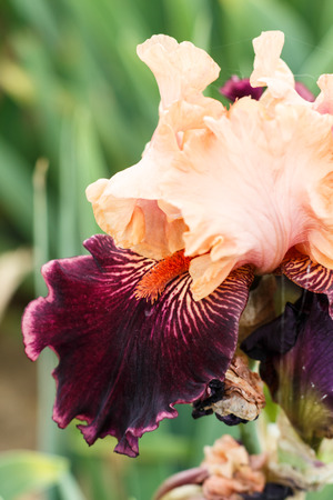 Beautiful multicolored iris flower bloom in the garden. Close up, fragility and summer concept.の写真素材
