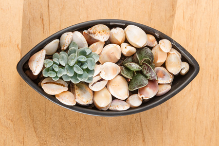 small succulents in a ceramic pot on a wooden backgroundの写真素材