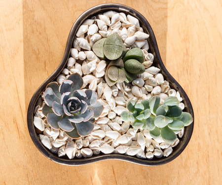 small succulents in a ceramic pot on a wooden backgroundの写真素材