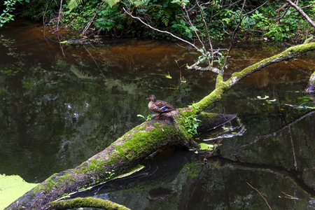 a duck sitting on a tree that fell into a river. The city park of Druskininkai. Lithuania.の写真素材