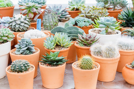 various types of succulent in flower pots in the greenhouse. Closeup, selective focus