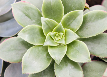 beautiful succulent plant in greenhouse. Closeup, floral patterns, selective focus.の写真素材