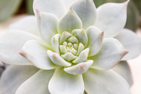 beautiful succulent plant in greenhouse. Closeup, floral patterns, selective focus.の写真素材