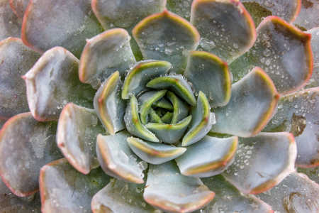 beautiful succulent plant in greenhouse. Closeup, floral patterns, selective focus.の写真素材
