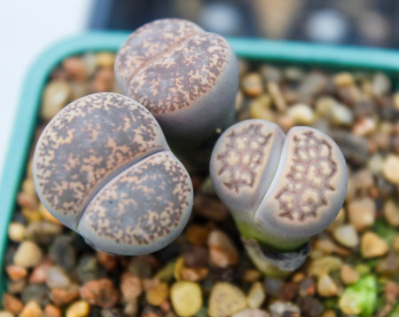 beautiful succulent plant in greenhouse. Closeup, floral patterns, selective focus.