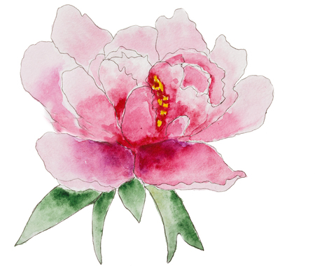 Hand drawn watercolor peony flower isolated on white. Design for  invitation, wedding card.の写真素材