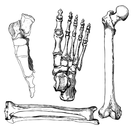 Set of human leg bones with foot. Hand drawn vector illustration. Isolated on white.のイラスト素材