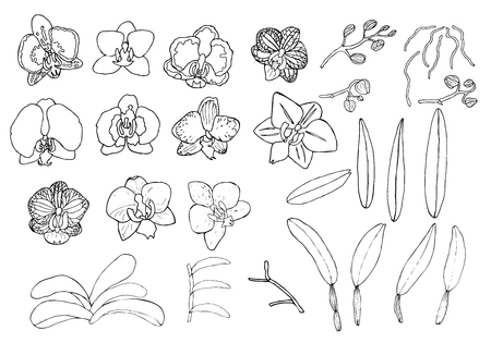 Hand drawn set of orchid flowers and floral elements. Isolated on white. Black and white vector illustration.のイラスト素材