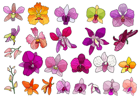Hand drawn set of orchid flowers and floral elements. Isolated on white.Colored vector illustration.のイラスト素材