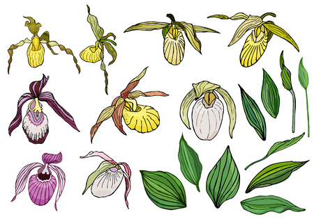 Hand drawn set of orchid flowers and floral elements. Isolated on white.Colored vector illustration.のイラスト素材