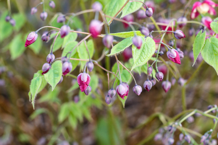 purple barrenwort (epimedium) flourishing in the garden with green backgroundの写真素材