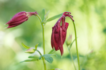 purple aquilegia (columbine)  flower on a green blurred background. Closeup.の写真素材