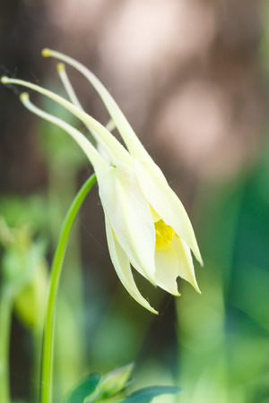 yellow aquilegia (columbine)  flower on a green blurred background. Closeup.の写真素材
