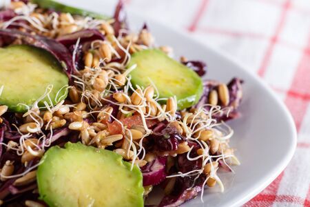 Vegetarian salad of purple cabbage, germinated wheatの写真素材