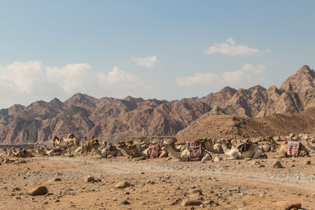 A group of camels resting in a rocky desert with mountains on background. Egypt, the Sinai Peninsula...