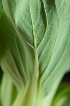 Fresh green bok choy or pac choi chinese cabbage. Side view, close up, macro.の写真素材