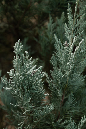 Fir tree branch covered with hoarfrost. Abstract floral background, garden and winter concept. Frost...