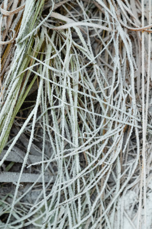 Leaves and grass covered with hoarfrost. Abstract floral background, garden and winter concept....