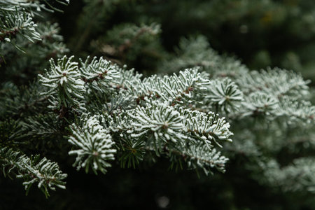 Fir tree branch covered with hoarfrost. Abstract floral background, garden and winter concept. Frost...