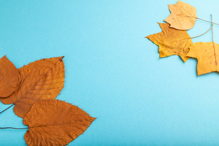 Composition with yellow and brown autumn leaves on blue pastel background. side view, still life, copy space.の写真素材