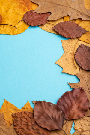 Composition with yellow and brown autumn leaves on blue pastel background. side view, still life, copy space.の写真素材