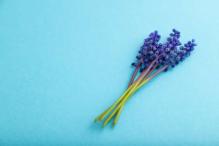 Muscari or murine hyacinth flowers on blue pastel background. side view, copy space, still life. Beauty, spring, summer concept. viper bow.の写真素材