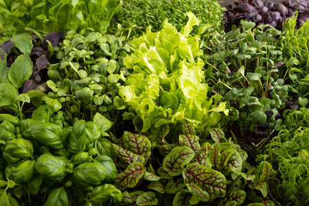 Set of boxes with microgreen sprouts of purple and green basil, sunflower, radish, sorrel, pea,...