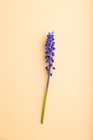 Blue muscari or murine hyacinth flower on orange pastel background. top view, flat lay, copy space,...
