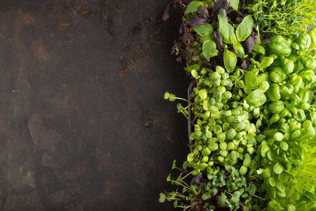 Set of boxes with microgreen sprouts of purple and green basil, sunflower, radish, pea on gray concrete background. Top view, flat lay, copy space.の写真素材