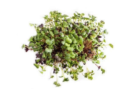 Plastic box with microgreen sprouts of radish isolated on white background. Top view, flat lay,...