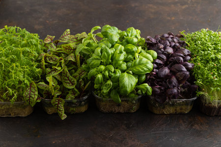 Set of boxes with microgreen sprouts of purple and green basil, sorrel, cilantro on black concrete background. side view, close up.の写真素材