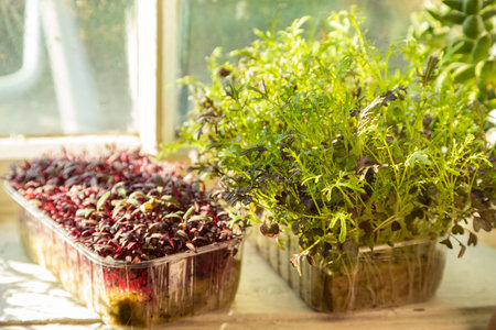 Boxes with microgreen sprouts of mizuna cabbage and amaranth on white windowsill. Daylight, natural sunlight. Side view, close up, selective focus.の写真素材