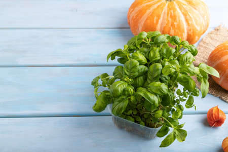 Microgreen sprouts of basil with pumpkin on blue wooden background. Side view, copy space, close up.の写真素材