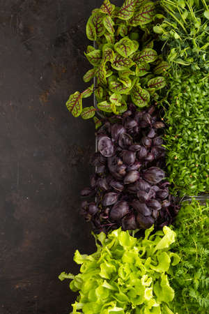 Set of boxes with microgreen sprouts of purple basil, lettuce, sorrel, pea, cilantro on black concrete background. Top view, flat lay, copy space.の写真素材