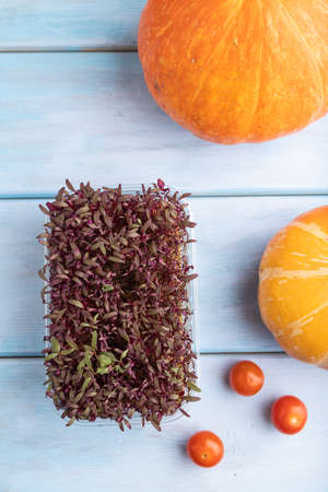 Microgreen sprouts of purple amaranth with pumpkin on blue wooden background. Top view, flat lay, close up.の写真素材