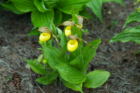 Beautiful orchid flowers of yellow color with green leaves in the garden. Lady's-slipper hybrids. close up.の写真素材
